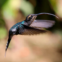 A hummingbird in flight